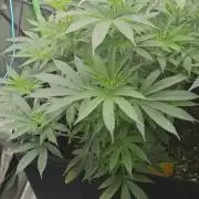 Wunderbohnen Seedtest