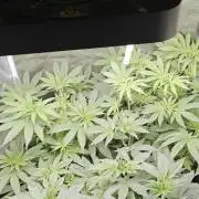 Wunderbohnen Seedtest