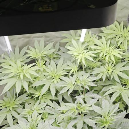 Wunderbohnen Seedtest