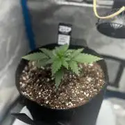 Amnesia Haze Auto