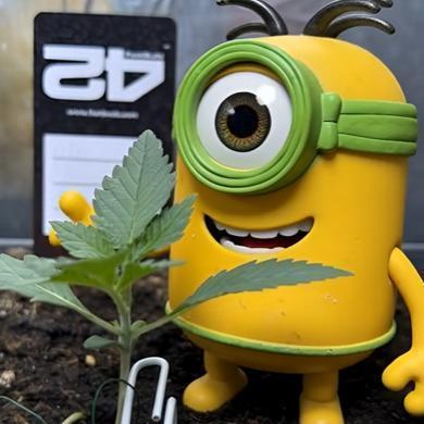 FrostBanger 2025/2026