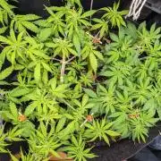 VARIGATED Mimosa Cake Auto | Living Soil