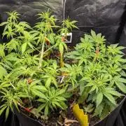 VARIGATED Mimosa Cake Auto | Living Soil
