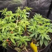 VARIGATED Mimosa Cake Auto | Living Soil