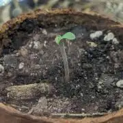 WINDOWSIL | LIVING SOIL | Runtz