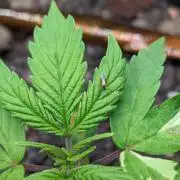 VARIGATED Mimosa Cake Auto | Living Soil