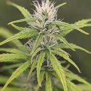 UNSTABLE Mimosa Cake Auto | Living Soil