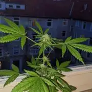 WINDOWSILL | Bagseeds