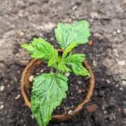 WINDOWSIL | LIVING SOIL | Runtz