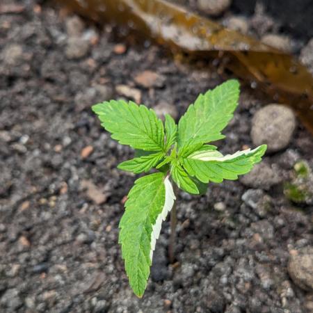 VARIGATED Mimosa Cake Auto | Living Soil