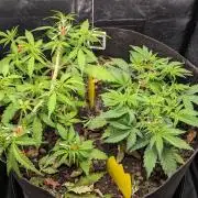 VARIGATED Mimosa Cake Auto | Living Soil