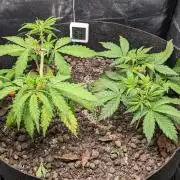 VARIGATED Mimosa Cake Auto | Living Soil