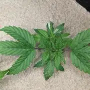 VARIGATED Mimosa Cake Auto | Living Soil
