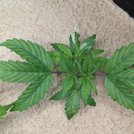VARIGATED Mimosa Cake Auto | Living Soil