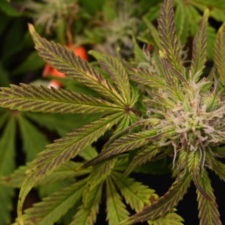 LIVING SOIL | Mimosa Cake + Gorilla Z