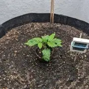 WINDOWSIL | LIVING SOIL | Runtz