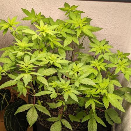 WINDOWSILL | LIVING SOIL | Northern Li.
