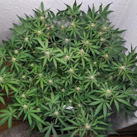 Living Soil | Windowsil | BLUE MONSTER
