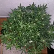 Living Soil | Windowsil | BLUE MONSTER