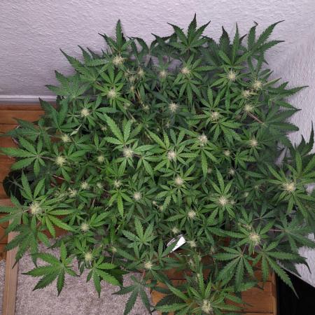 Living Soil | Windowsil | BLUE MONSTER