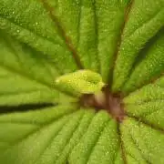 UNSTABLE Mimosa Cake Auto | Living Soil