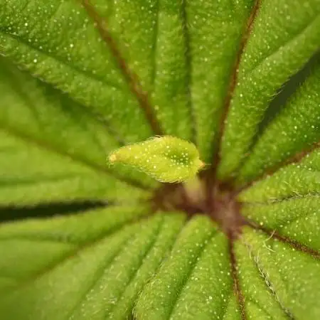 UNSTABLE Mimosa Cake Auto | Living Soil
