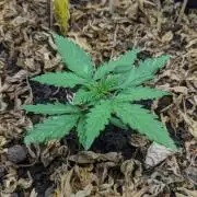 BLUE MONSTER | Windowsil | Living Soil
