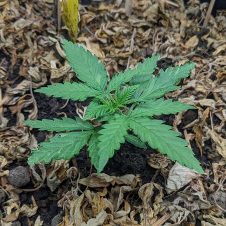 BLUE MONSTER | Windowsil | Living Soil