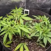 VARIGATED Mimosa Cake Auto | Living Soil