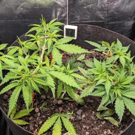 VARIGATED Mimosa Cake Auto | Living Soil