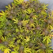 Living Soil | Windowsil | BLUE MONSTER