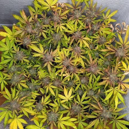 Living Soil | Windowsil | BLUE MONSTER