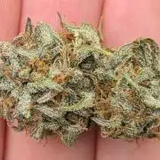 LIVING SOIL | Mimosa Cake + Gorilla Z