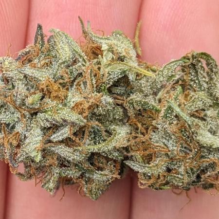 LIVING SOIL | Mimosa Cake + Gorilla Z