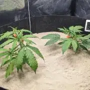VARIGATED Mimosa Cake Auto | Living Soil