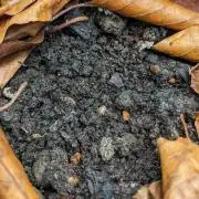 Varigated Mimosa on Living Soil