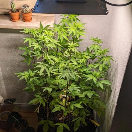 WINDOWSILL | LIVING SOIL | Northern Li.