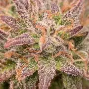 LIVING SOIL | Mimosa Cake + Gorilla Z