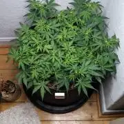 Living Soil | Windowsil | BLUE MONSTER