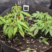 VARIGATED Mimosa Cake Auto | Living Soil