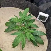 VARIGATED Mimosa Cake Auto | Living Soil