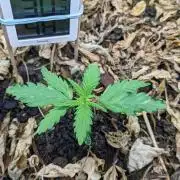 BLUE MONSTER | Windowsil | Living Soil