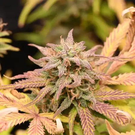 LIVING SOIL | Mimosa Cake + Gorilla Z