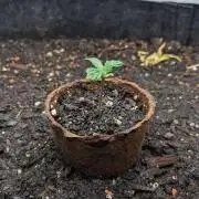 WINDOWSIL | LIVING SOIL | Runtz