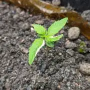 Varigated Mimosa on Living Soil