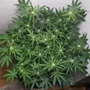 Living Soil | Windowsil | BLUE MONSTER