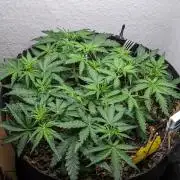 Living Soil | Windowsil | BLUE MONSTER