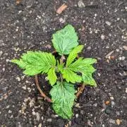WINDOWSIL | LIVING SOIL | Runtz