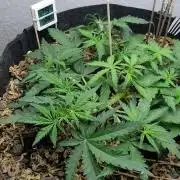 BLUE MONSTER | Windowsil | Living Soil