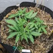 BLUE MONSTER | Windowsil | Living Soil